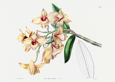 Dendrobium Moschatum Poste