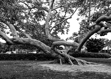 Black N White Tree Twist