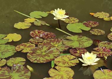 Lily Pond