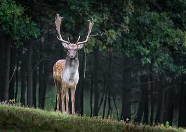 Wildlife Landscape of Deer