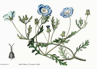 Baby Blue Eyes Flower Post