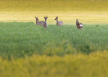 Four roe deer