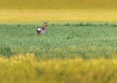 Roe deer doe at sunset