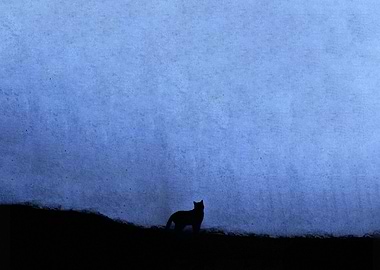 Cat Silhouette