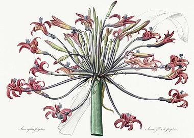 Les Liliacees 1805 HQ Orig