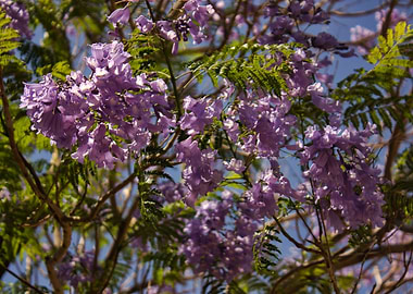 Purple School Flowers