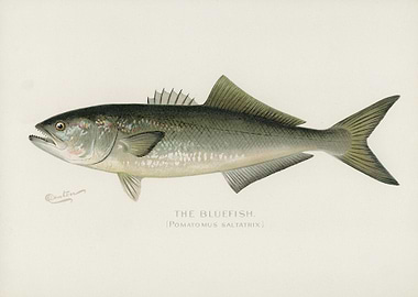 Bluefish Pomatomus Saltatr