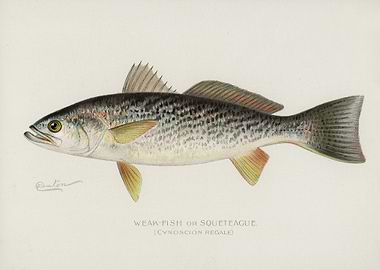 WeakFish Or Squeteacue Cyn