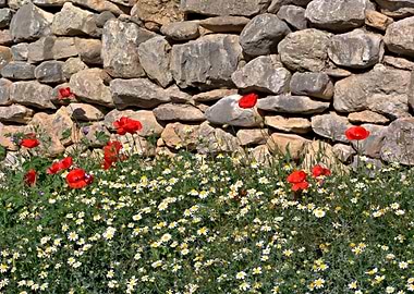 Flower meadow with a wall