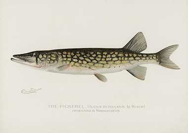 Pickerel Lucius Reticulatu