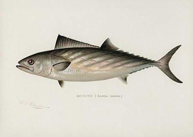 Bonito Sarda Sarda Illust