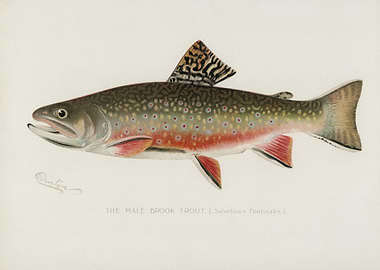 Male Brook Trout Salvelinu