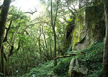 Forests of South Africa