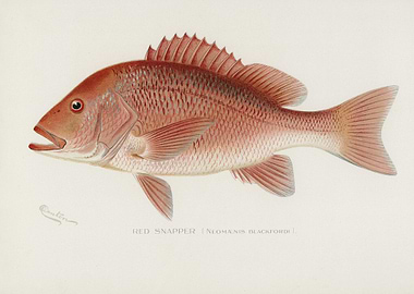 Red Snapper Neomaenis Blac
