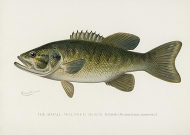 SmallMouthed Black Bass Mi