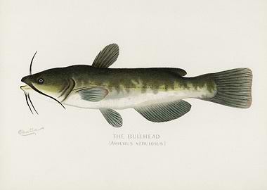 Bullhead Amiurus Nebulosus