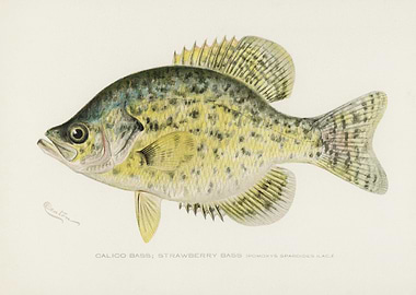 Calico Bass Strawberry Bas