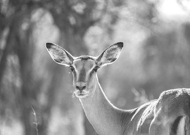 Antelope of South Africa