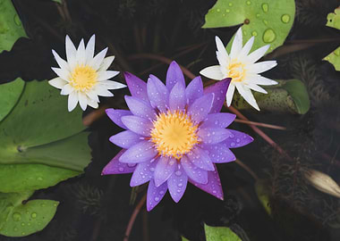 The Lotus