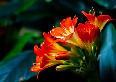 Orange and Yellow Blooms