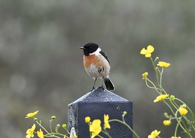 Stonechat Nature Photo