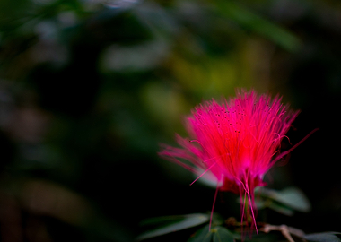 Fluorescent Pink Flower