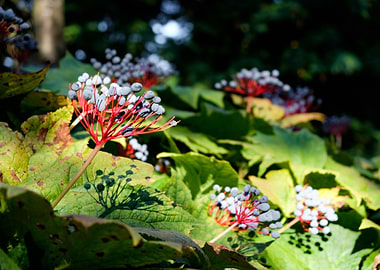 Botanical Garden Sweden