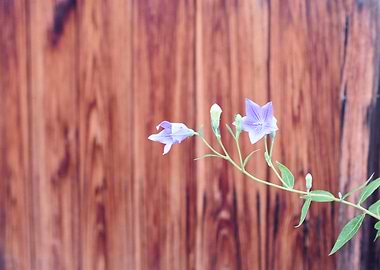 Flower against a wall