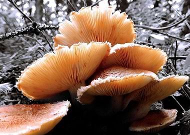 forest mushrooms