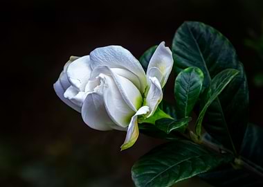 White rose