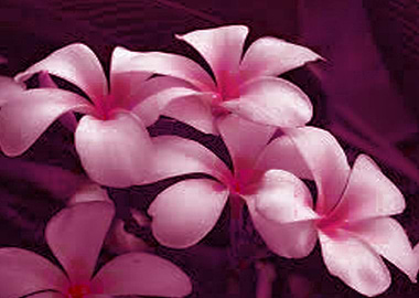 These petals from my plant