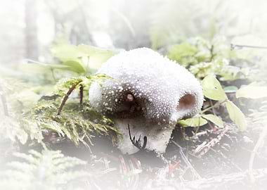 mushrooms a soft touch