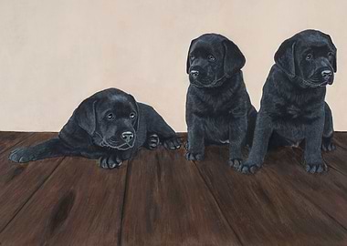 Labrador puppies oil p