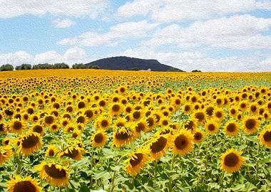 White house and sunflowers