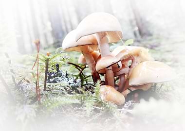 mushrooms a soft touch