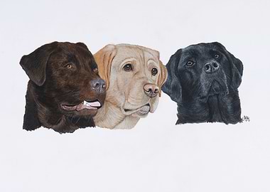 three colors Labrador