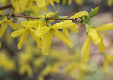 Yellow Flowers