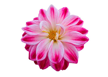 pink dahlia on white