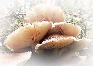 mushrooms a soft touch