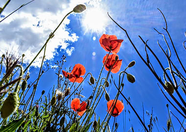 Beautiful Poppies