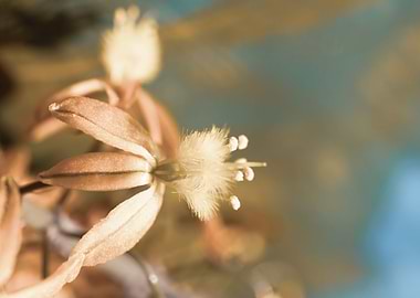 Bulbine on brush strokes