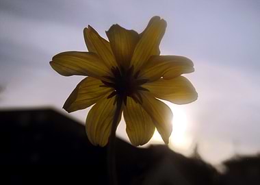 Flower and Sun