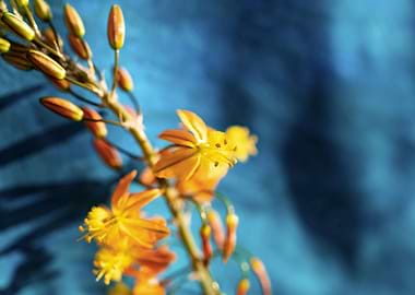 Bulbine on brush strokes