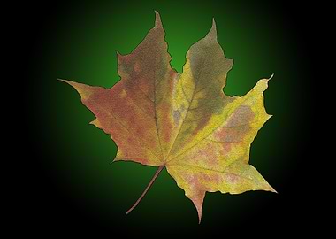 Maple Leaf