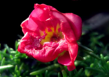 Pink Summer Flower 2