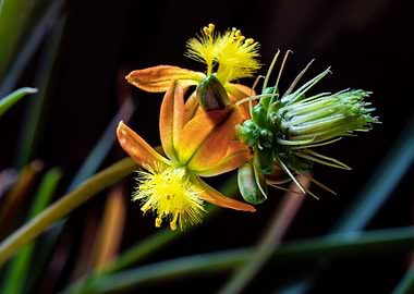 Bulbine flowers