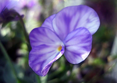 Lavender Beauty 1