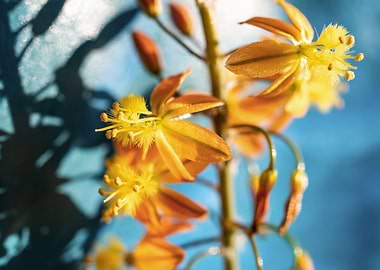 Bulbine on brush strokes