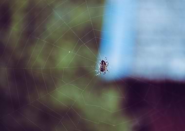 Spider in the web