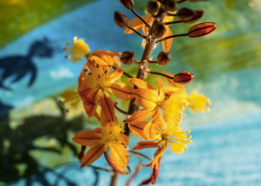 Bulbine on brush strokes